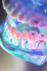 Dental healthy teeth model