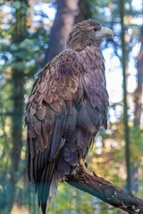 Adler