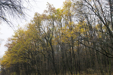 Autumn trees against the sky. Late fall.