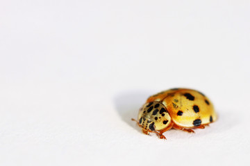 small, pale asian ladybug