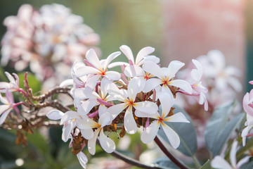 Plumeria is a popular plant
