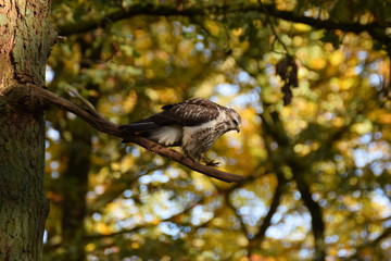 Buzzard bird of prey in a tree in the forest