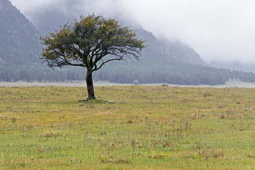 Lonely tree on meadow