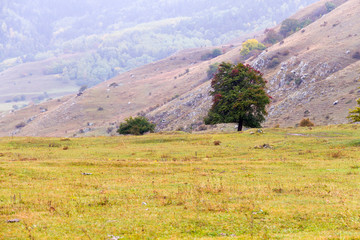 Lonely tree on meadow