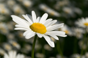 Obraz premium Daisies in a summer meadow. Blooming daisies against green of summer.