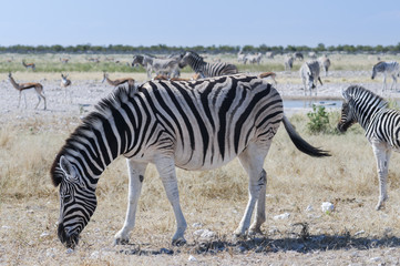 Fototapeta na wymiar Group of zebras / Herd of zebras in Etosha National Park, Africa.