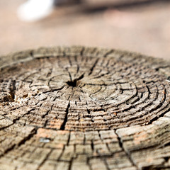 abstract texture of a surface tree like background