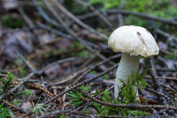 view of a mushroom growing in moss