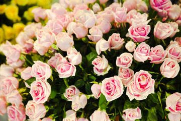 Naklejka na ściany i meble Many pink roses It was brought to a beautiful background.