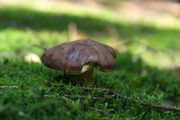view of a mushroom growing in moss