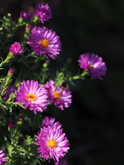 Fototapeta premium Bunch of pink rice button asters on dark background.