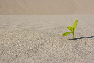 Plant sprouting in the desert Sahara. Seedling sand background. One sprout