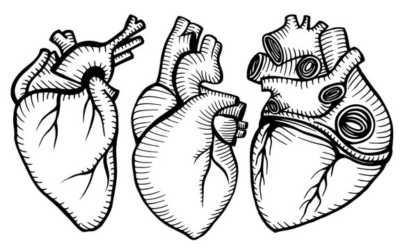 A set of human hearts.