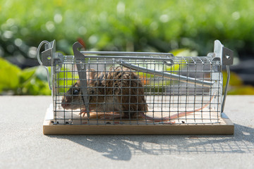 mouse caught in a non-hurt cage trap