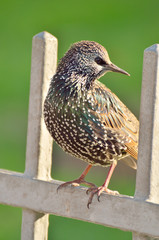 A Starling sitting on the fence.