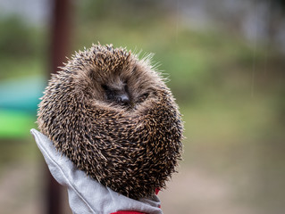 Wild Eurpean Hedgehog, Erinaceus europaeus, curled up in a hand with gloves on
