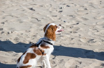 cavalier king in spiaggia
