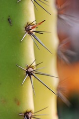 Macro cactus