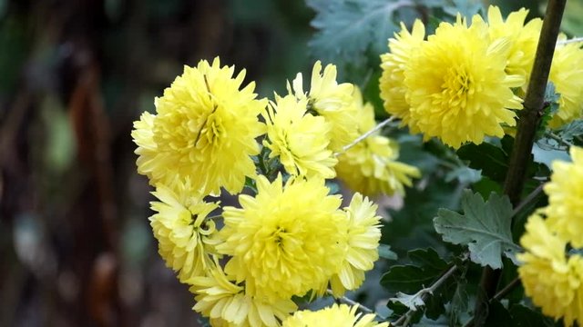 Yellow chrysanthemum shakes a gentle breeze