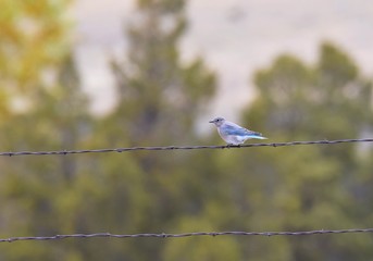 Blue bird on wire