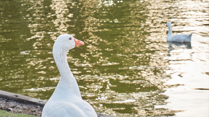 perfil de un pato blanco