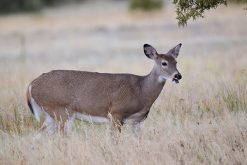 Deer on the move