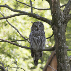 chouette dans l'arbre