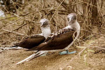 Isla de la Plata, Ecuador