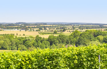 Fototapeta na wymiar winegrowing scenery in Hohenlohe