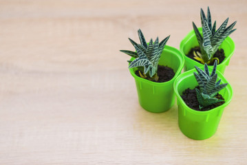 succulents in salad pots
