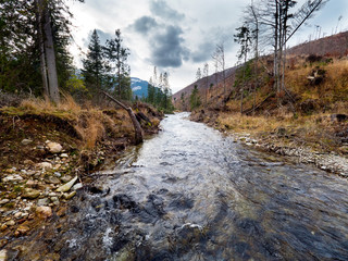 Fototapeta na wymiar Ginące górskie lasy świerkowe w Tatrach