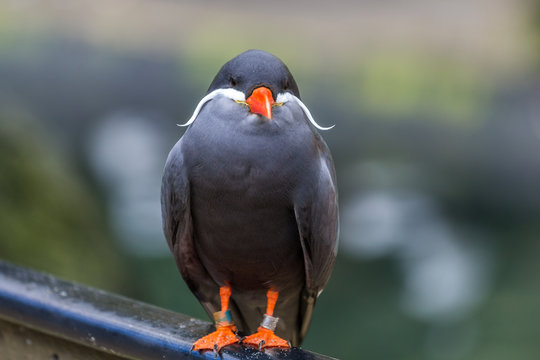 Sch&ouml;ner Vogel mit roten Schnabel und wei&szlig;en Bart