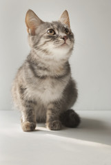 Fototapeta na wymiar A small cute short-haired gray six-month-old kitten is sitting on a white background.