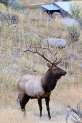 Bull elk moving