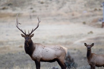 Bull Elk