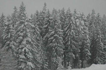 Winter forest. Tyrol, Austria