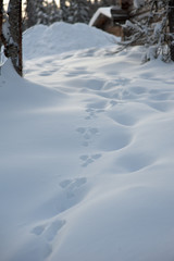 Animal tracks in the white snow