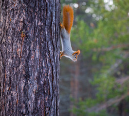 A squirrel getting ready for winter has begun to change fur.