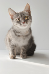 A small cute short-haired gray six-month-old kitten is sitting on a white background.