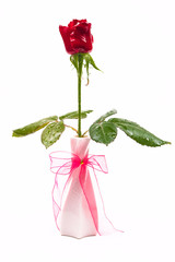 isolated on a white background in a vase of roses, gift.