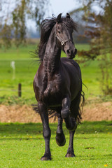 Obraz na płótnie Canvas Young Frisian Stallion