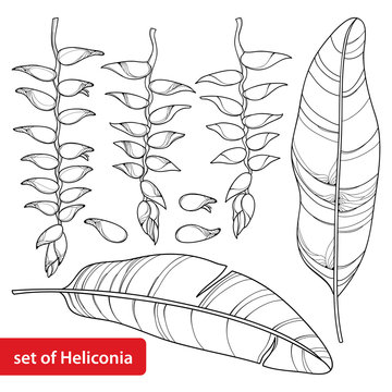 Vector set with outline Heliconia rostrata or lobster claws flower bunch and leaf in black isolated on white background. Tropical ornate flowers in contour style for summer design and coloring book.