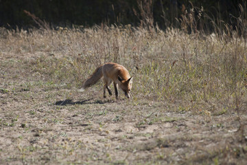 wild red fox on the meadow