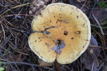 Mushrooms in the wood