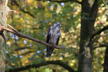 Buzzard bird of prey in a tree in the forest