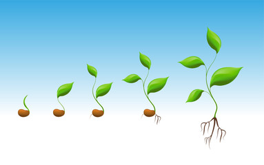 Phases of greenery germination and cultivation