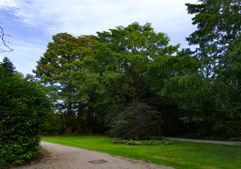 tree lined backdrop