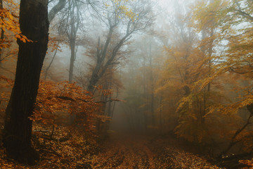 Path in the autumn golden forest