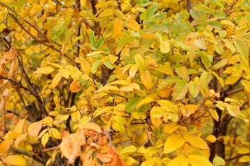 .yellow autumn leaves on a tree in a park
