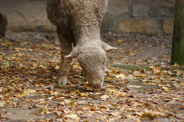 Autumn Sheep